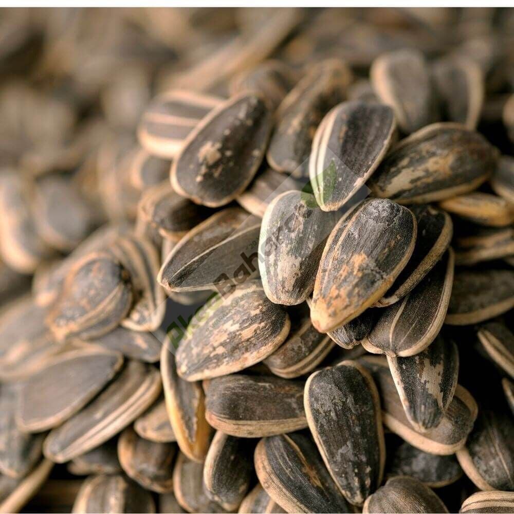 XL DAKOTA KAVRULMUŞ TUZLU 500 GR